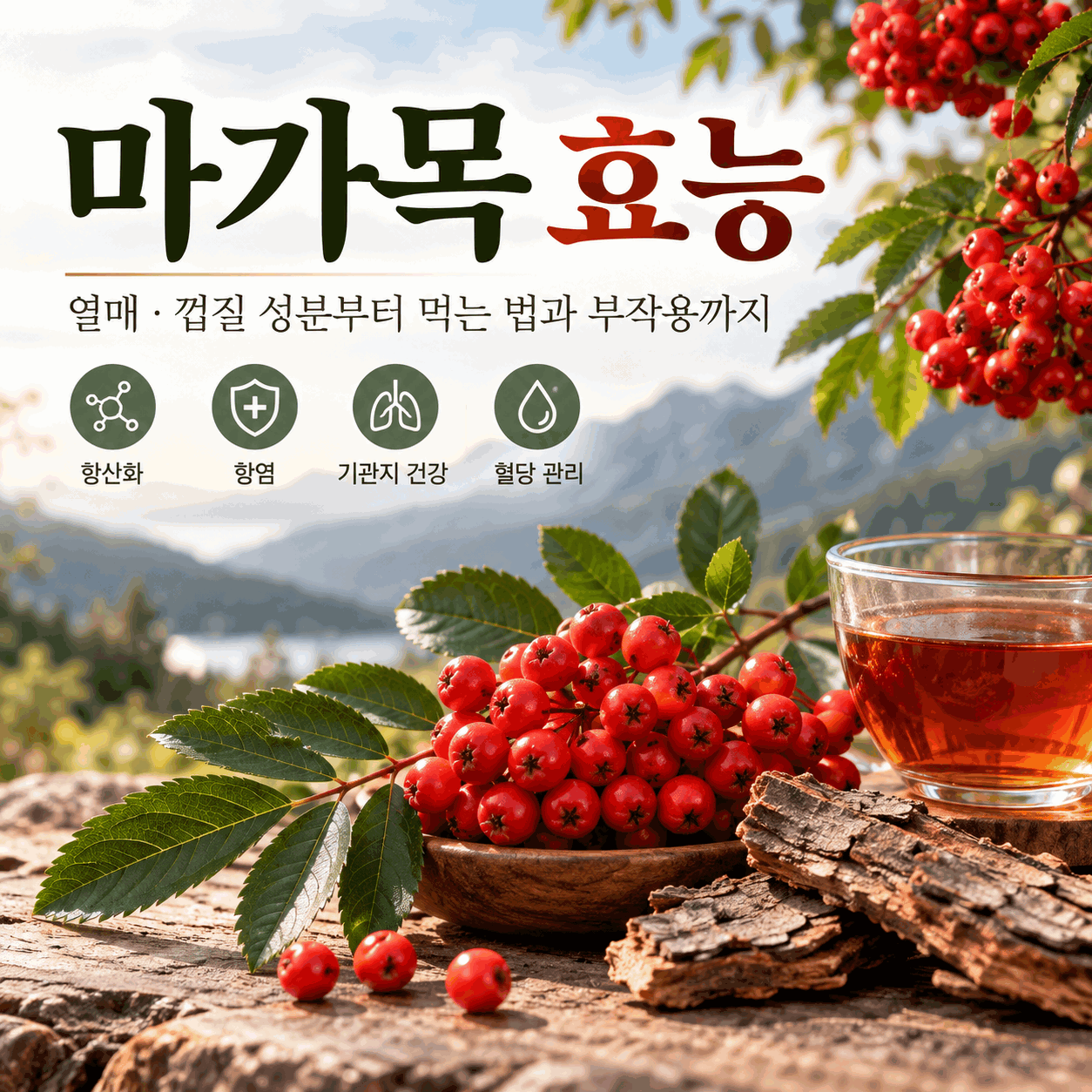 마가목 효능